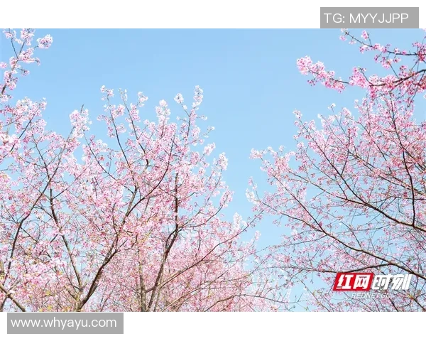 湘南海洋与大板樱花激战正酣谁能在这场对决中笑到最后